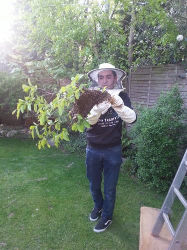 Bienenschwarm einfangen